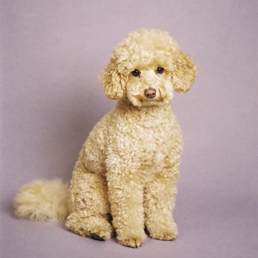A freshly clipped curly-coated dog after a full groom